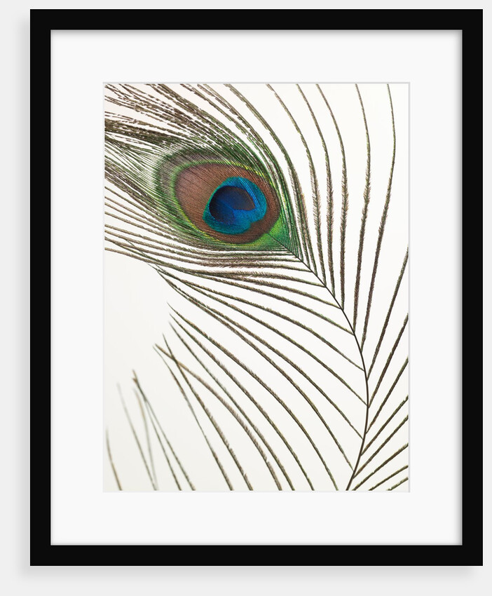 Peacock feather by Assaf Frank